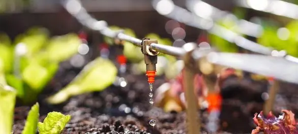 Water-Soluble Fertilizers(1).jpg